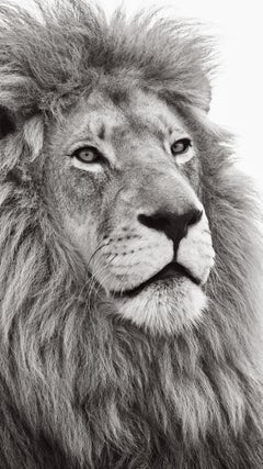 Retrato inspirador e íntimo de un gran león macho que mira a lo lejos