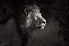 Inspiring profile portrait in black and white of a lion with a large mane