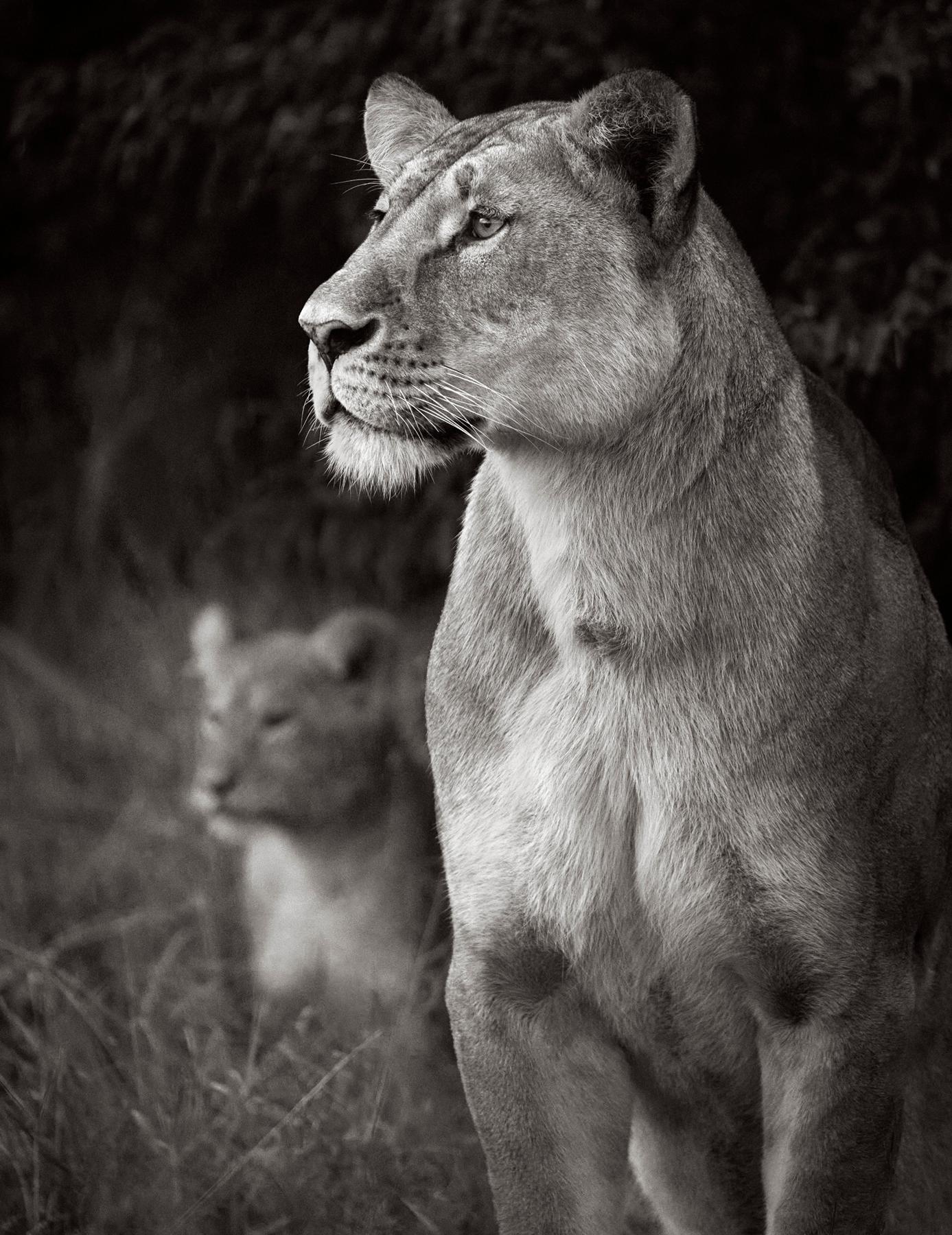 Intimate black and white portrait of a lioness and her young cub - Photograph by Drew Doggett