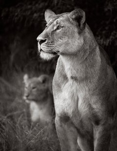 Portrait intime d'une lionne et de son jeune cub