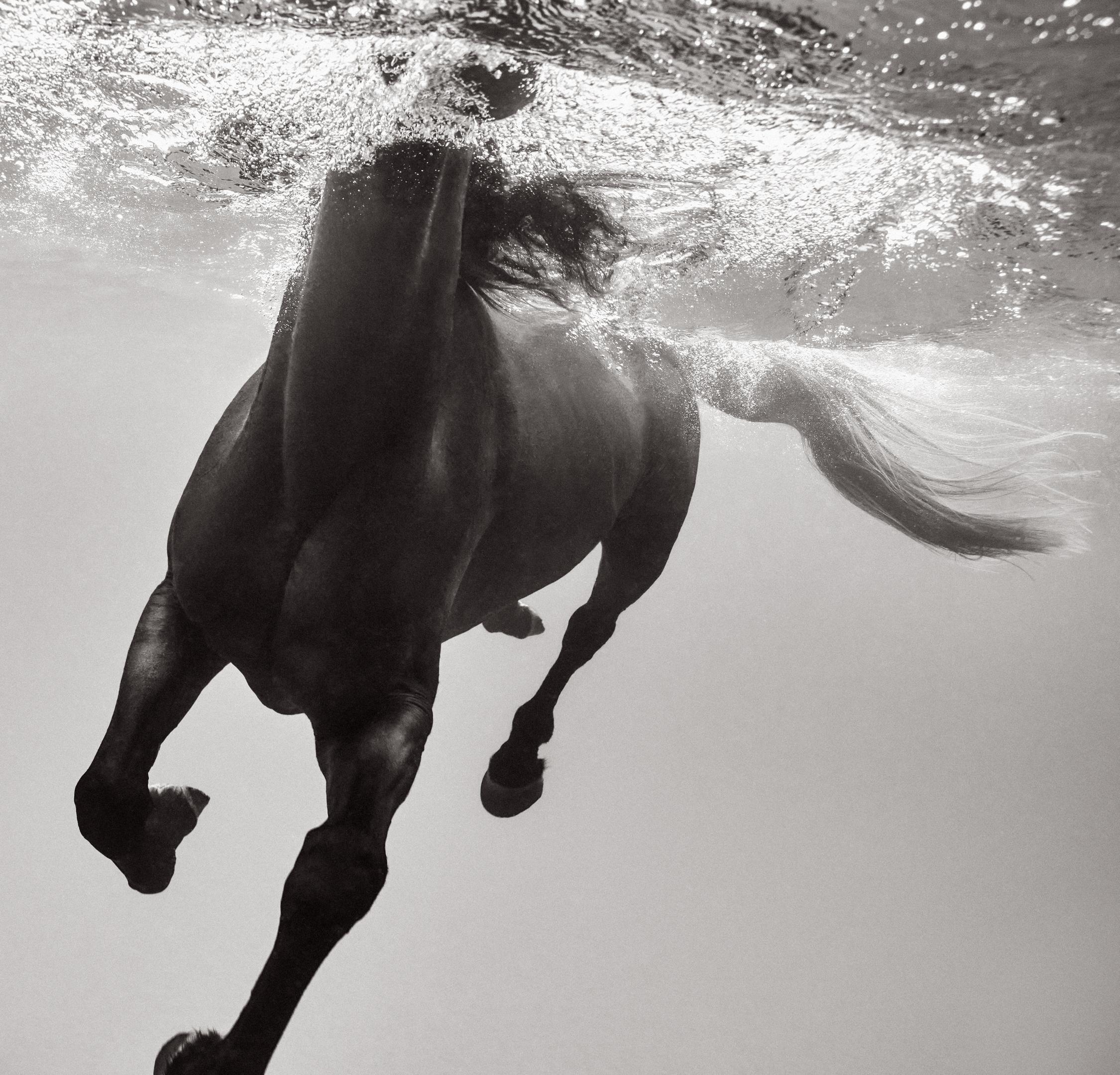 Black and White Photograph de Drew Doggett - Fotografía íntima en blanco y negro de un caballo oscuro bajo el agua, inspirada en la moda