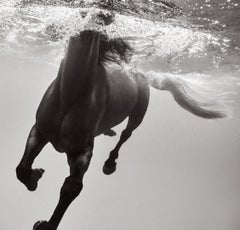Intimate Black & White Photograph of a Dark Horse Underwater, Fashion-Inspired