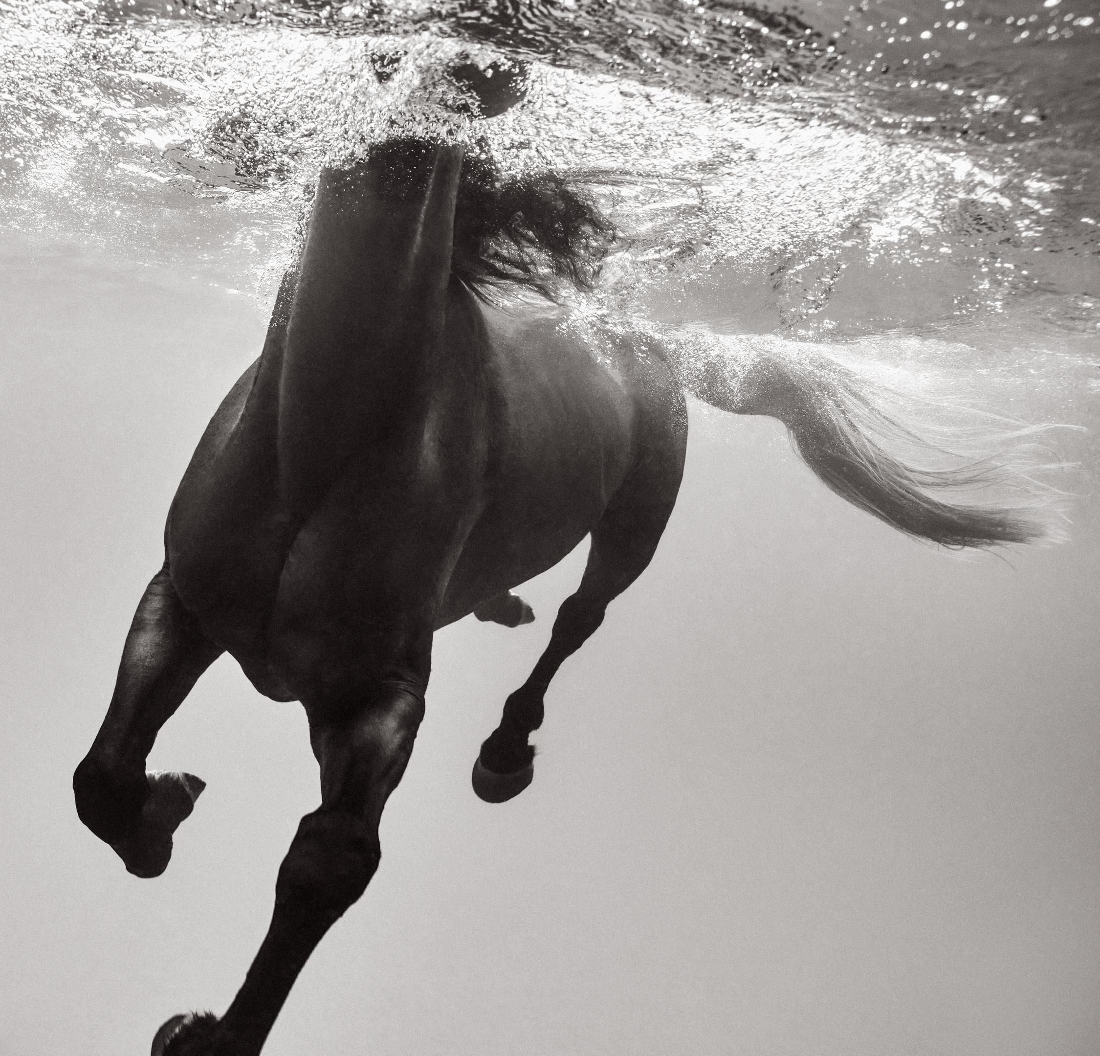 Drew Doggett Black and White Photograph – Intime Schwarz-Weiß-Fotografie eines dunklen Pferdes unter Wasser, Modeinspiriert