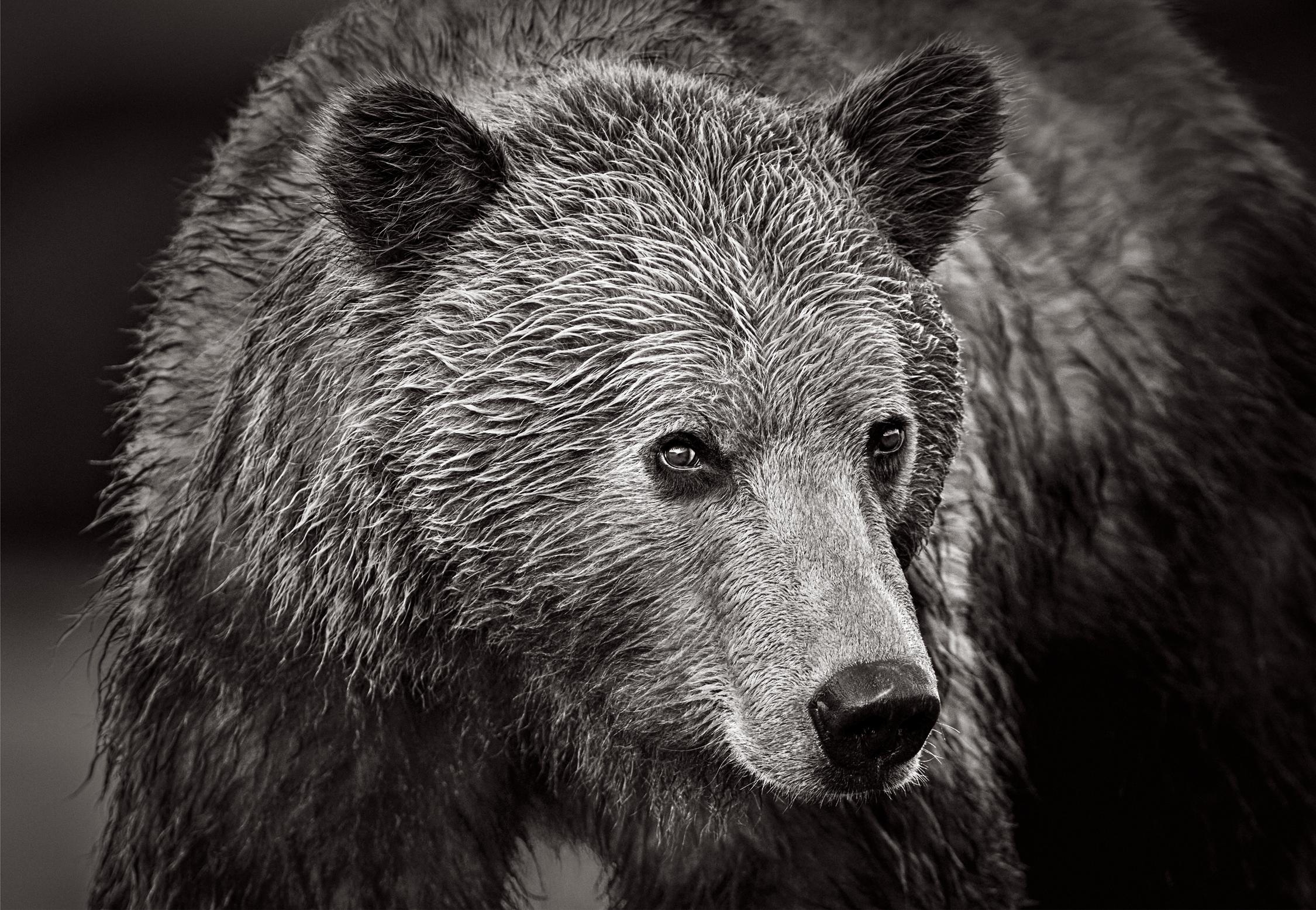 Drew Doggett Black and White Photograph – Intimate Capture Of A Brown Bear Look At something In The Distance