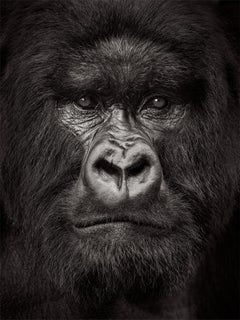 Portrait en gros plan d'une gorilla argentée du Rwanda