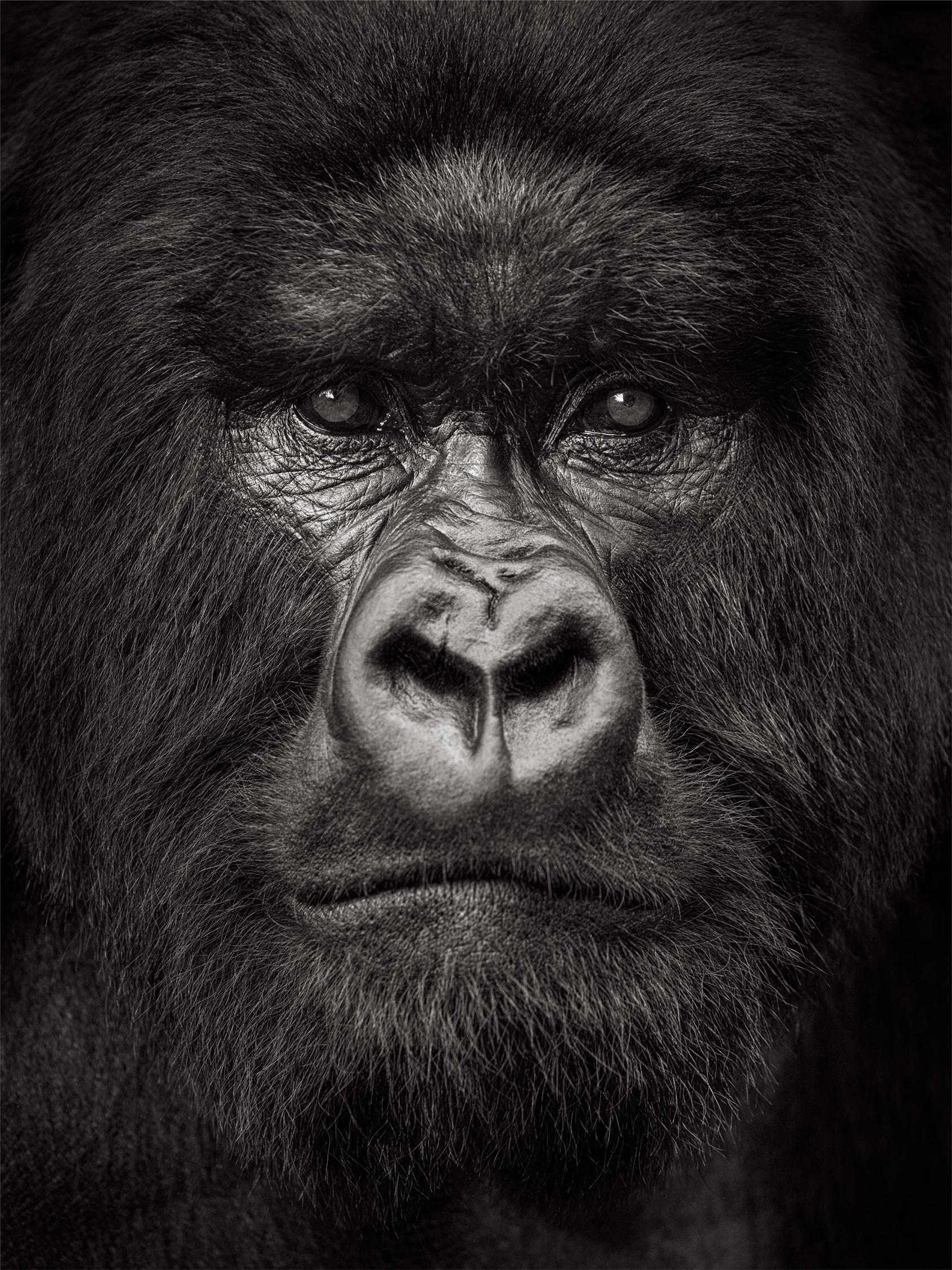 Drew Doggett Black and White Photograph - Intimate, close up portrait of a silverback gorilla in Rwanda
