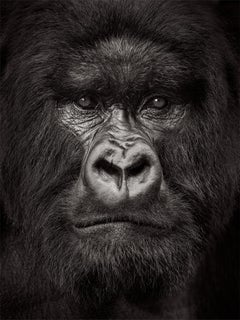 Intimate, close up portrait of a silverback gorilla in Rwanda