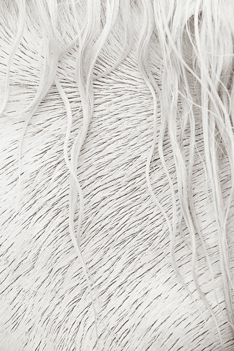 Landscape Photograph Drew Doggett - Image détaillée et intime d'un cheval Camargue tout blanc inspirée du design
