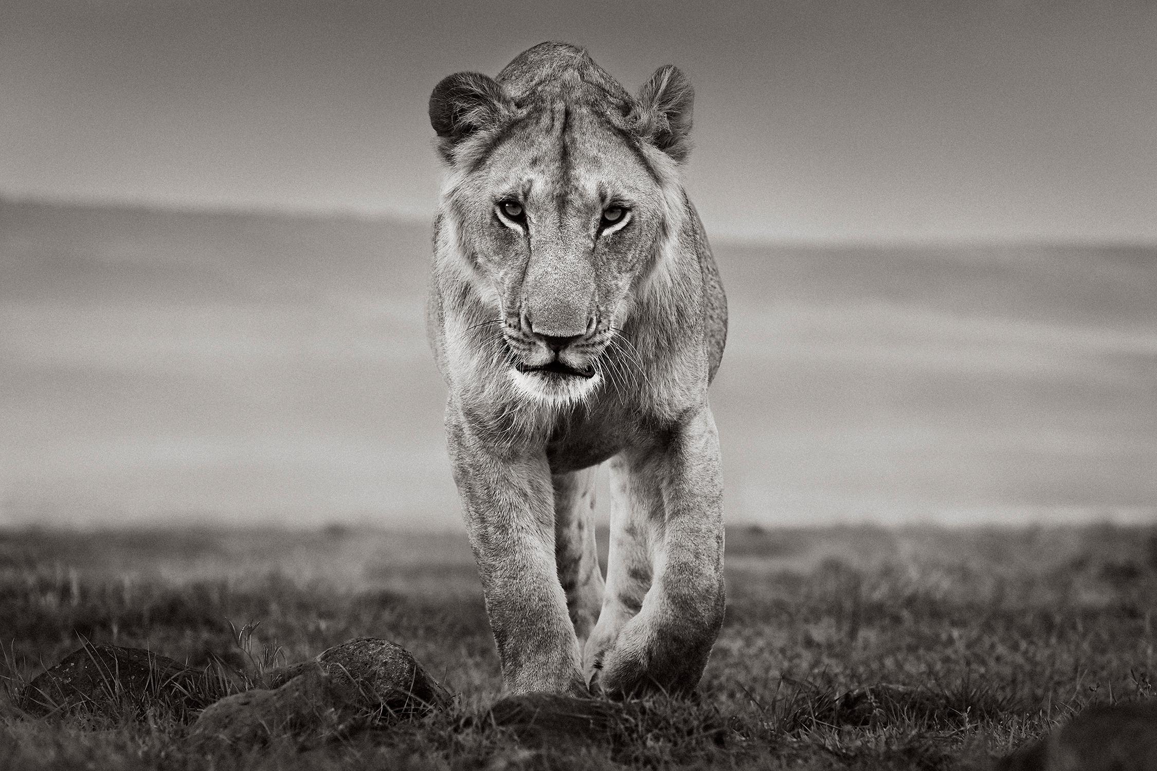 Black and White Photograph de Drew Doggett - Retrato íntimo y minimalista de un león en Kenia