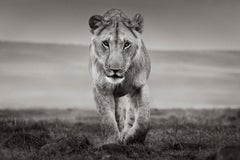 Portrait minimaliste et intime d'un lion au Kenya