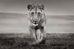 Retrato íntimo y minimalista de un león en Kenia