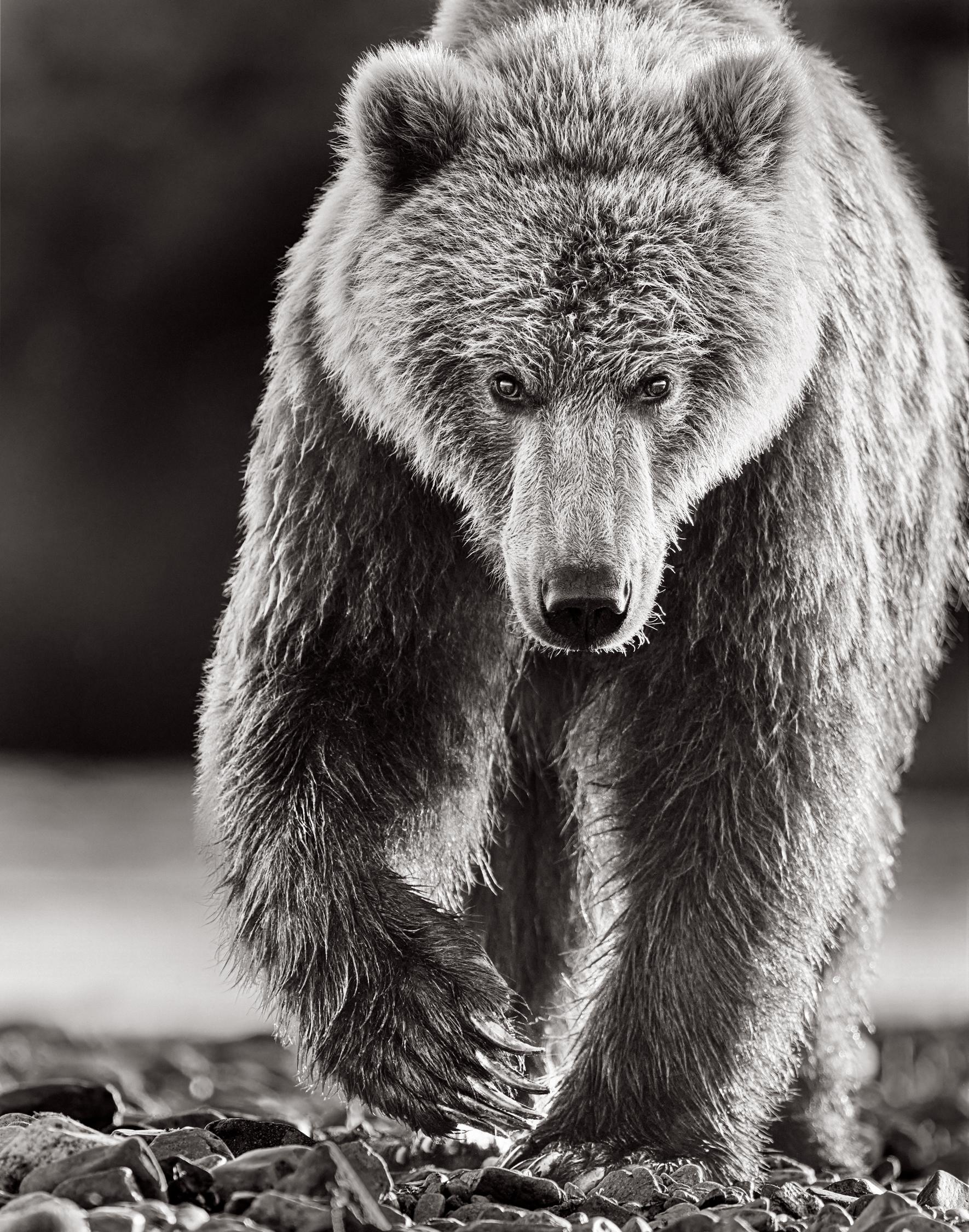 Black and White Photograph Drew Doggett - Portrait intime d'un ours brun se dirigeant vers l'appareil photo