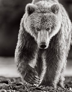 Portrait intime d'un ours brun se dirigeant vers l'appareil photo