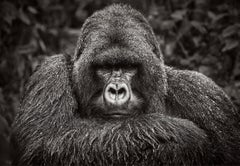 Intimate Portrait of a Mountain Gorilla, Black & White Photography, Iconic 