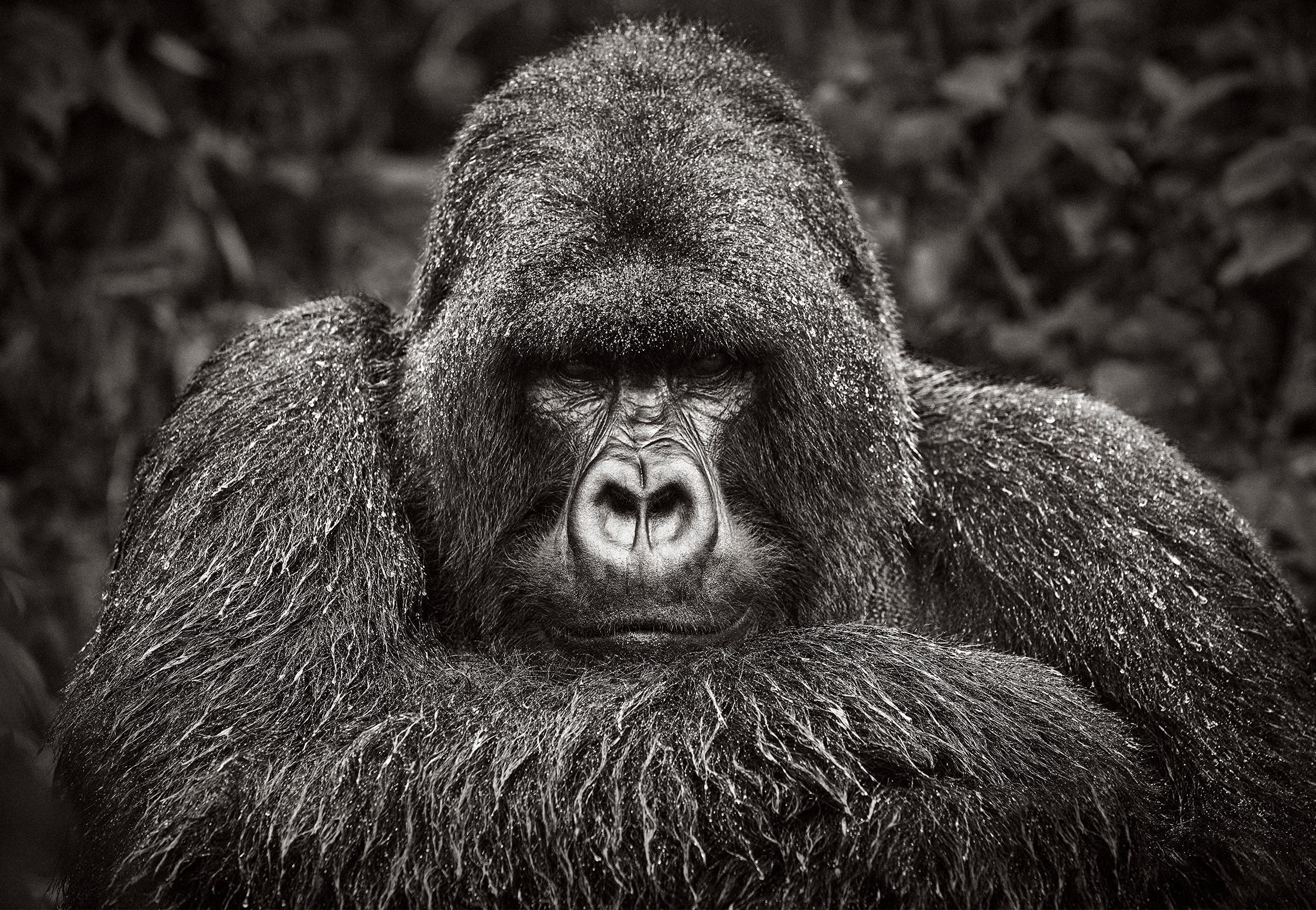 Drew Doggett Black and White Photograph – Intime Porträt einer Berggorille, Schwarz-Weiß-Fotografie, ikonisch 