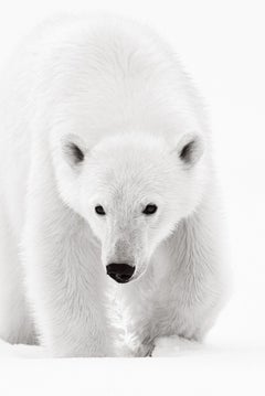 Intimate Portrait of a Polar Bear, Black & White Photography