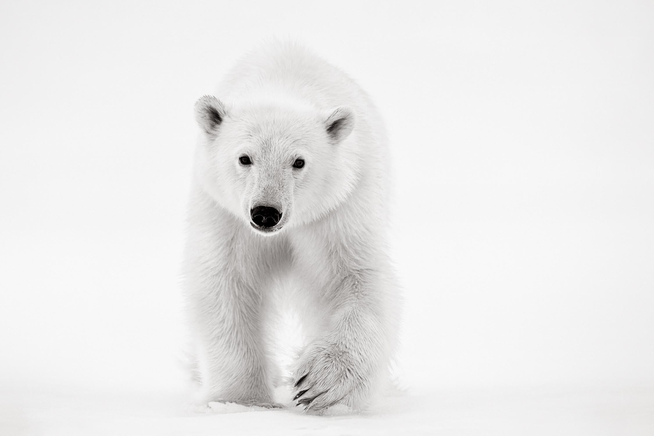 Drew Doggett Black and White Photograph - Intimate Portrait of a Polar Bear Walking Towards the Camera, Minimal 