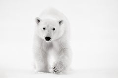 Intimes Porträt eines Polarbären, der vor der Kamera geht, minimalistisch 