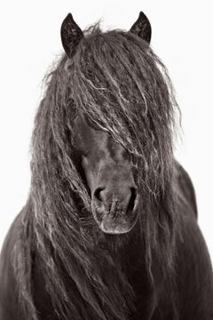 Portrait intime d'un beau cheval d'île de zibeline, mode, emblématique
