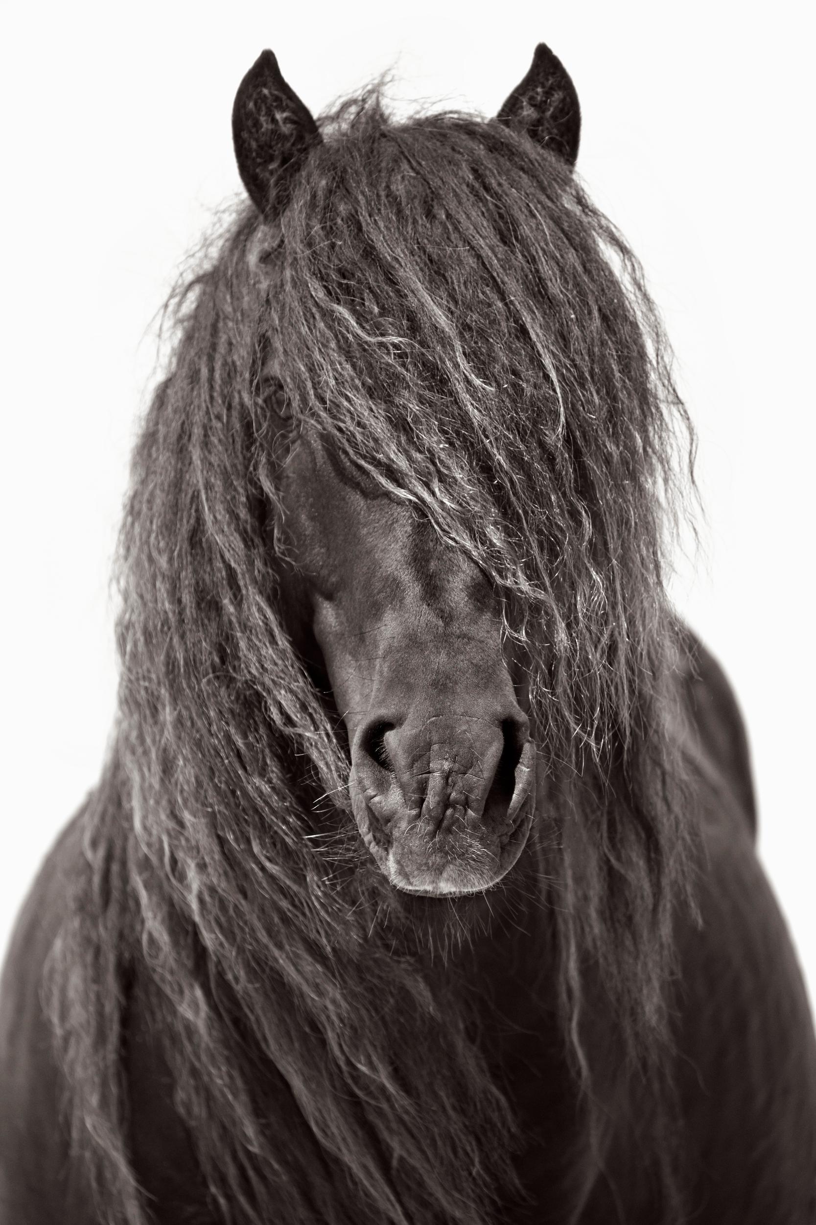 Drew Doggett Black and White Photograph - Intimate Portrait of a Sable Island Horse's Beautiful Mane, Fashion, Iconic