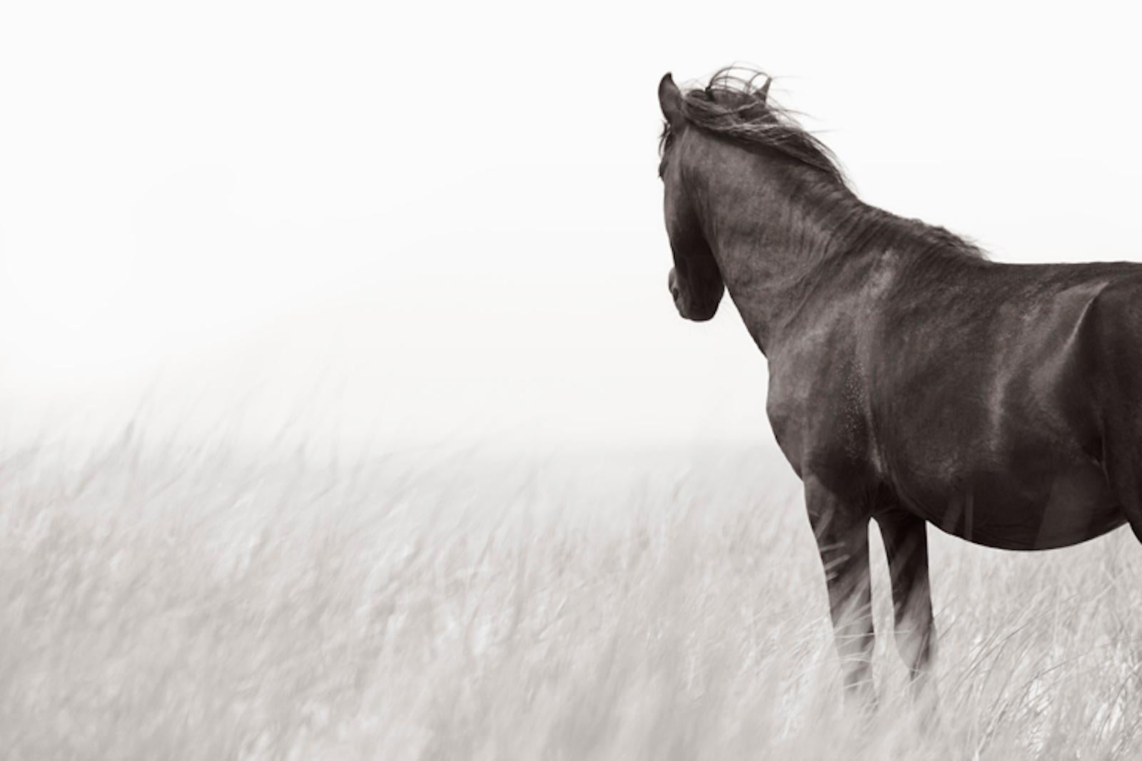 Intimate portrait of a single wild horse living on Sable Island - Photograph by Drew Doggett