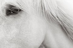 Ritratto intimo di un iconico cavallo bianco della Camargue, Francia, etereo e rasserenante