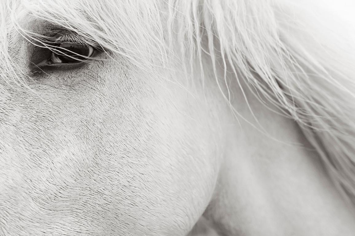 Drew Doggett Black and White Photograph - Intimate Portrait of an Iconic White Camargue Horse, France, Ethereal, Calming