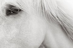 Intimate Portrait of an Iconic White Camargue Horse, France, Ethereal, Calming