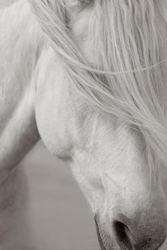 Intimes Porträt eines ikonischen weißen Camargue-Pferdes, Frankreich, vertikal, ätherisch