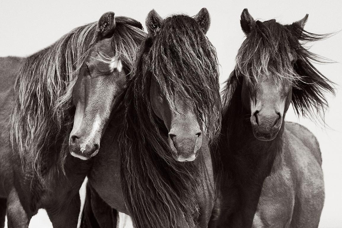 Drew Doggett Portrait Photograph – Intimes Porträt von ikonischen Wildpferden auf Zobelinsel, Reiter, Horizontal