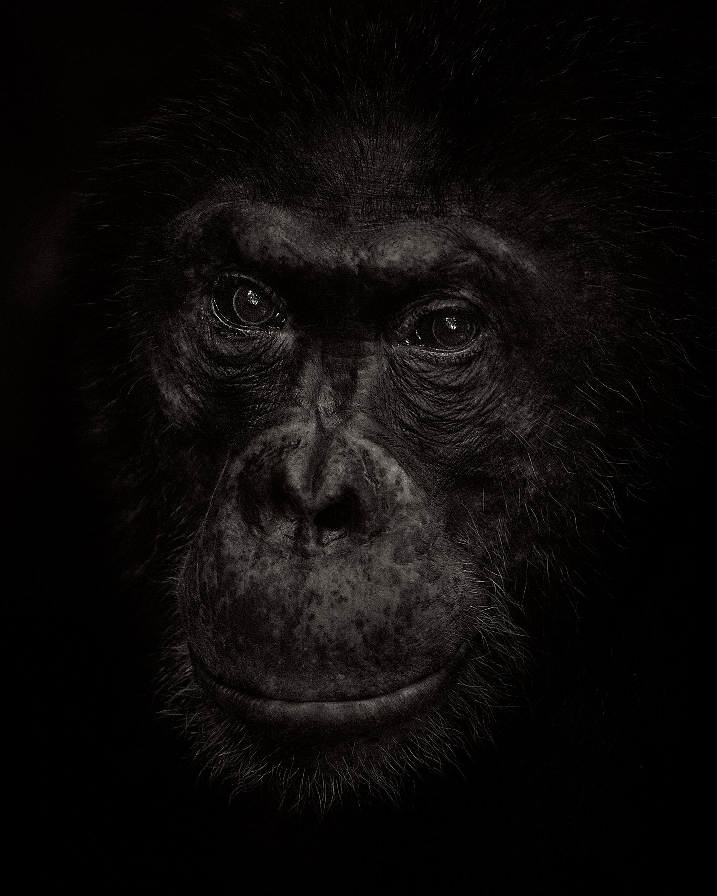 Portrait intime de Primus, un chimpanzé, et de son chef de troupe. - Photograph de Drew Doggett