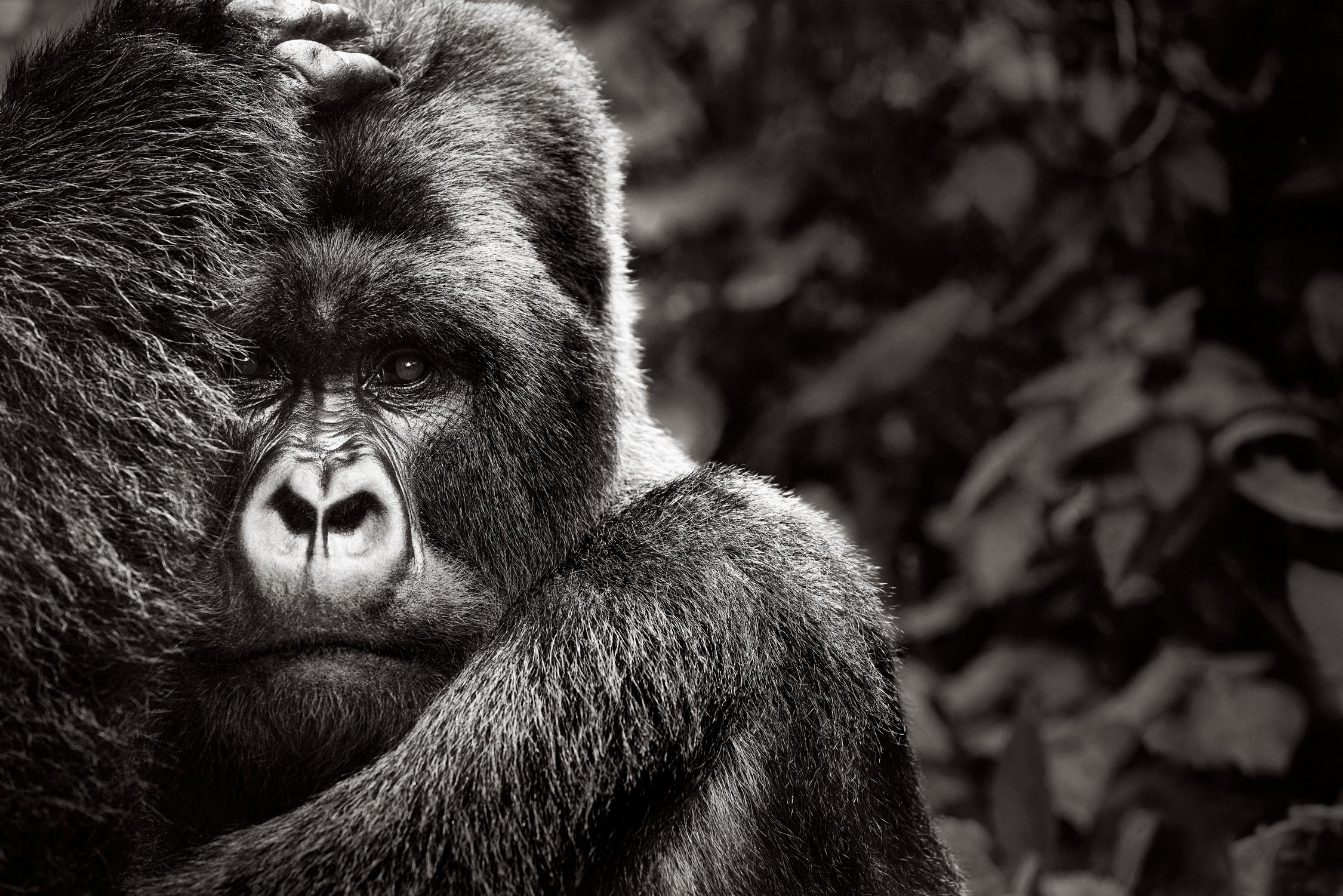 Black and White Photograph Drew Doggett - Portrait d'une Gorilla de montagne intime, surréaliste et inspirée de la mode