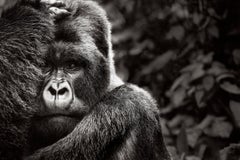 Portrait d'une Gorilla de montagne intime, surréaliste et inspirée de la mode