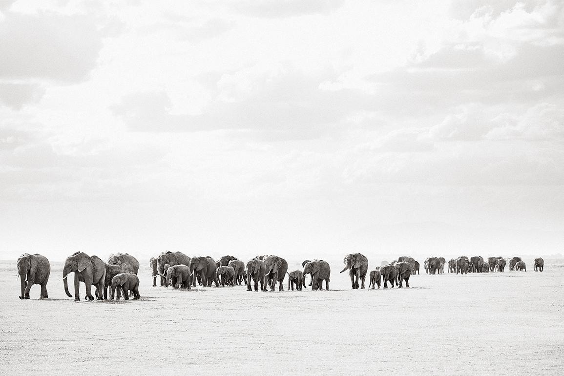 Drew Doggett Black and White Photograph - Large Group of Elephants Walking in Kenya, Horizontal, Wild Animals