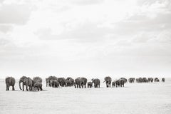 Gran Grupo de Elefantes Caminando en Kenia, Horizontal, Animales Salvajes