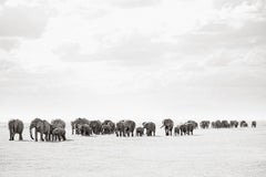 Large Group of Elephants Walking in Kenya, Horizontal, Wild Animals