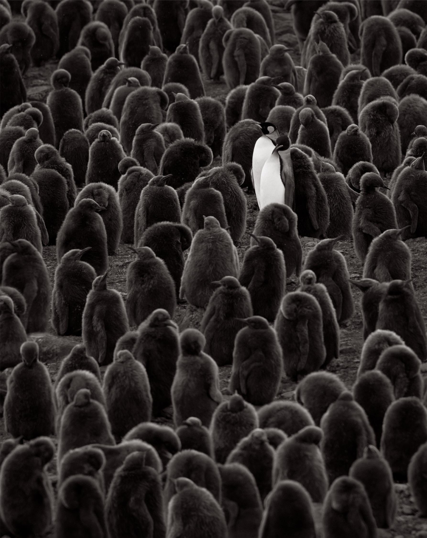 Large group of fledgling penguins and two adult king penguins with white chests