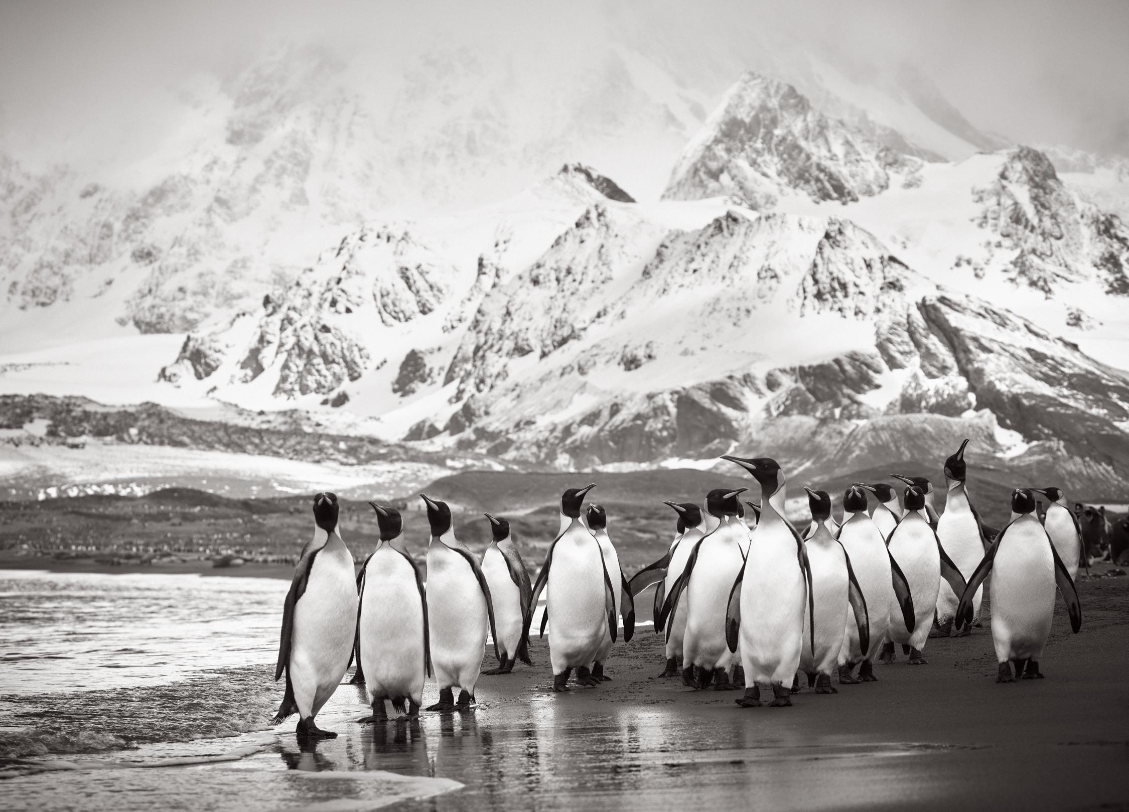 Large group of penguins gathering by the beach on South Georgia Island