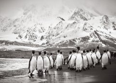 Large group of penguins gathering by the beach on South Georgia Island