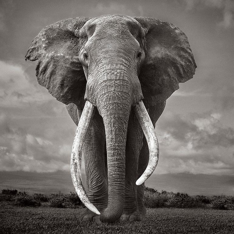 Drew Doggett Landscape Photograph - Largest Living Tusked Elephant, Kenya, Iconic, Unbelievable, Ethereal