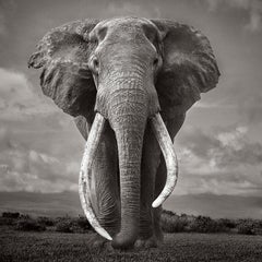 Le plus grand éléphant tombé vivant, Kenya, emblématique, incroyable, éthéré