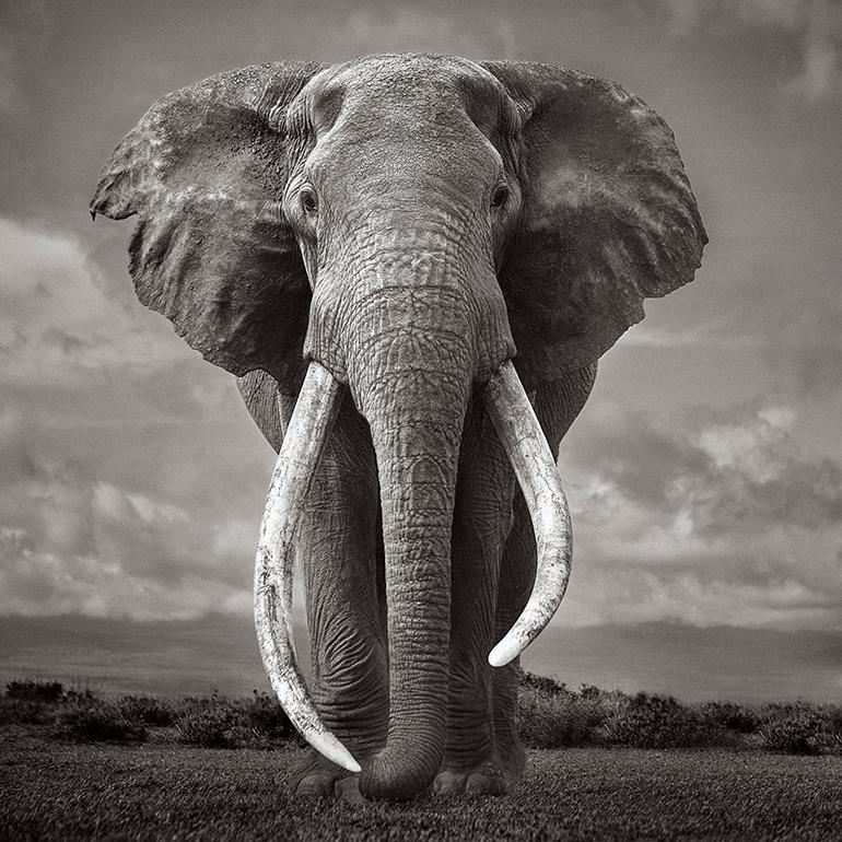 Black and White Photograph di Drew Doggett - Il più grande elefante vivente con le zanne, Kenya, Iconico, Incredibile, Etereo