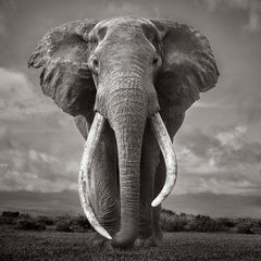 Largest Living Tusked Elephant, Kenya, Iconic, Unbelievable, Ethereal