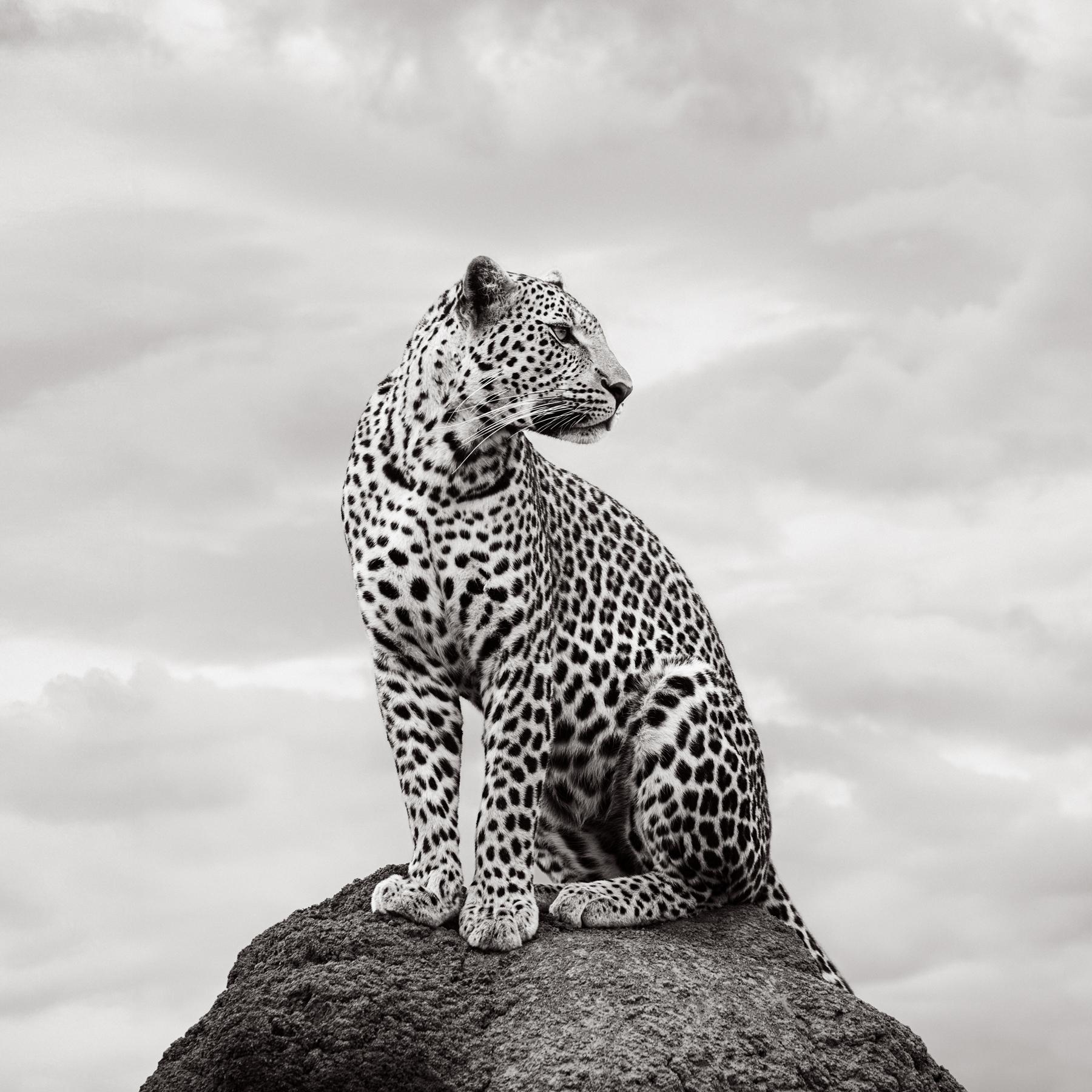Leopard, der elegant auf einem Felsen sitzt und in die Ferne schaut – Photograph von Drew Doggett