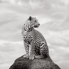 Leopard, der elegant auf einem Felsen sitzt und in die Ferne schaut