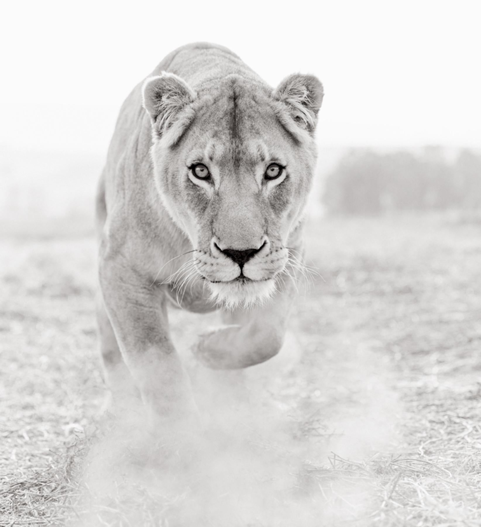 Lioness walking towards the camera, dust in her wake, in black and white