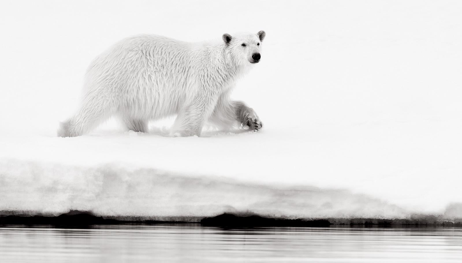 Drew Doggett Black and White Photograph - Lone polar bear walking at water's edge looking at something in the distance 