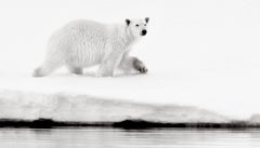 Ours polaire solitaire marchant au bord de l'eau et regardant quelque chose au loin 