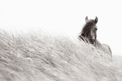 Einsames Wildpferd blickt auf hohes Gras, Meditativ, Kalbsleder, Reiter