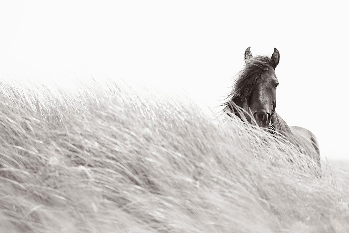 Drew Doggett Portrait Photograph - Lone Wild Horse Looks Over Tall Grass, Meditative, Calming, Equestrian